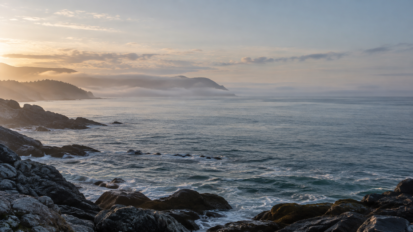 Misty coastal canopy and shoreline at morning light
